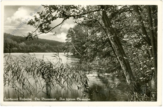 werneuchen, tiefensee, der blumental, am schönen damensee werneuchen, tiefensee, der blumental, am schönen damensee