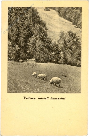 ostern, schafe auf einer weide