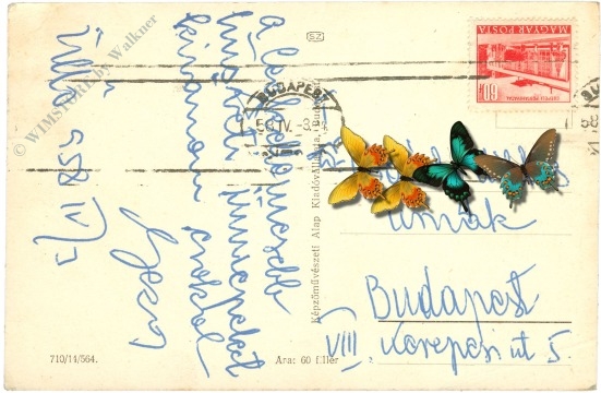 ostern, schafe auf einer weide