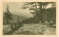spandel, j.: auf almweide