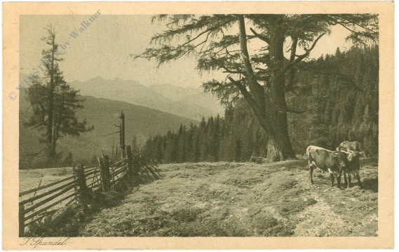 spandel, j.: auf almweide spandel, j.: auf almweide