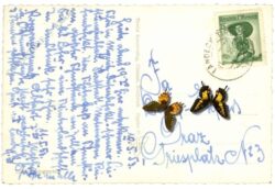 innsbruck, maria theresienstrasse mit annasäule gegen die nordkette