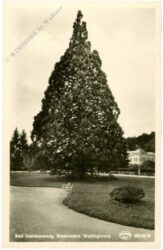 bad gleichenberg, wellingtonia