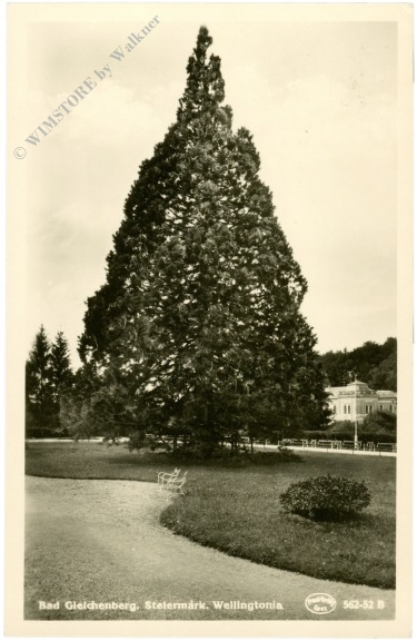 bad gleichenberg, wellingtonia