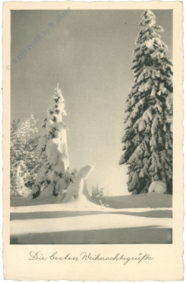 weihnachten, verschneite tannen