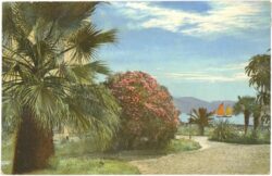 palmen und meer