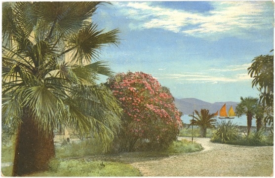 palmen und meer palmen und meer