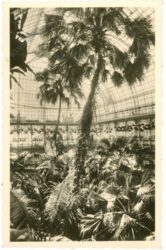wien 13, schloss schönbrunn, palmenhaus