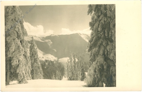 verschneiter wald verschneiter wald