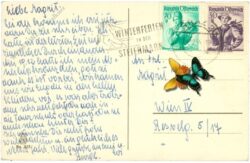 weihnachten, tannenzweige und christrosen