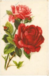 rote rosen