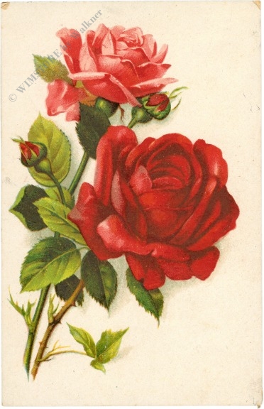 rote rosen