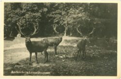 wien 13, lainzer tiergarten, edelhirsche