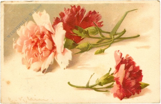 nelken in rot und rosa