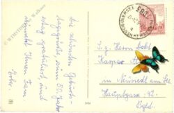 geburtstag, blumen