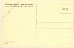 pferde bei der tränke