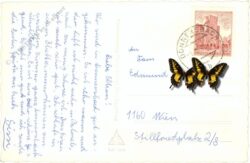 donnersbachwald, mit mörsbachspitze