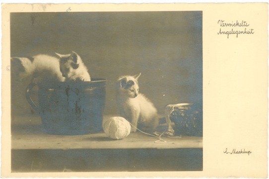 katzen verzwickte angelegenheit katzen verzwickte angelegenheit