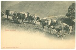zurück ins tal almabtrieb