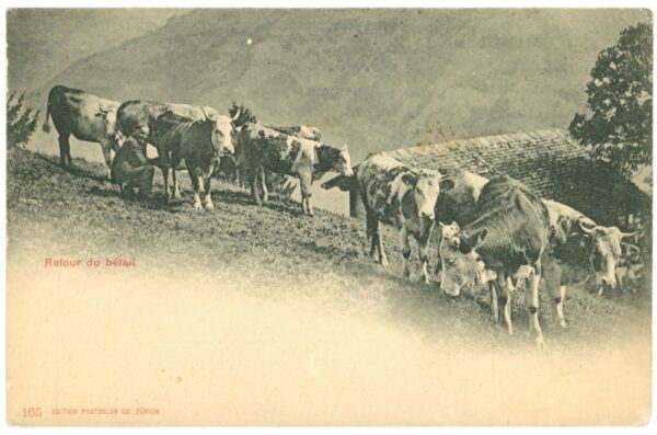 zurück ins tal almabtrieb