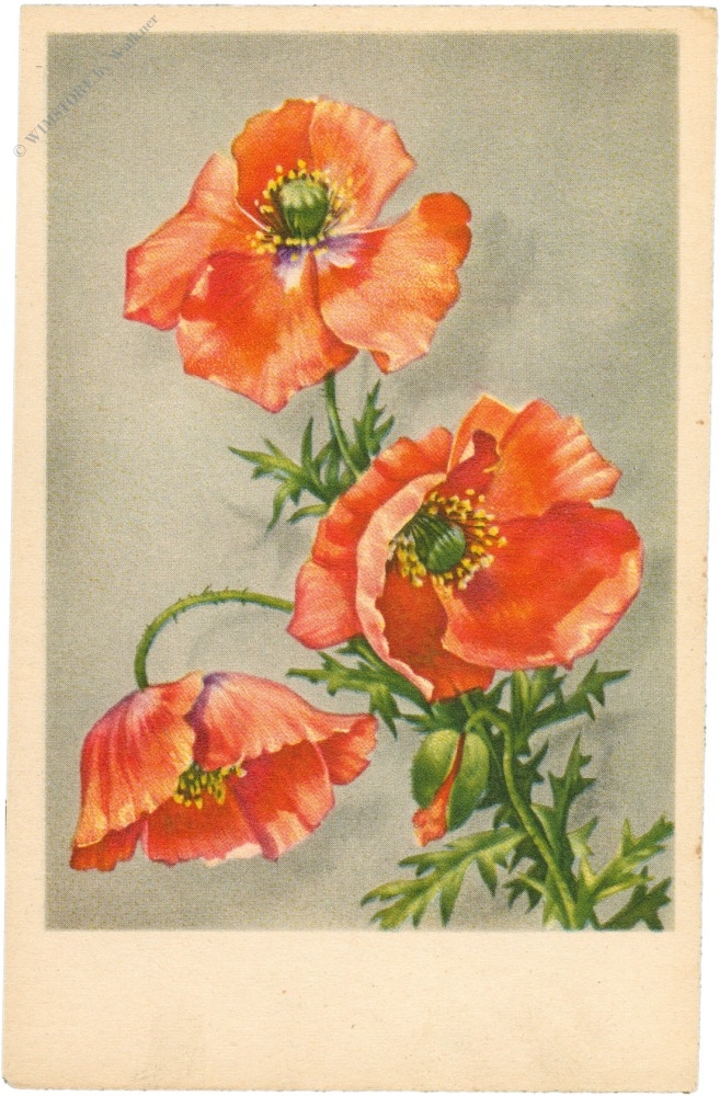 mohnblumen