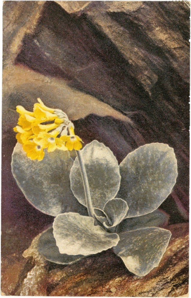 primula auricula