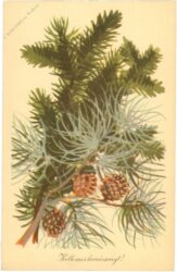 weihnachten, zweige und zapfen