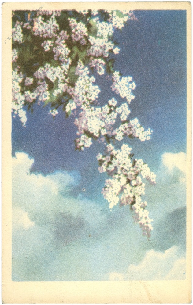 fliederblüte