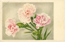 nelken in rosa