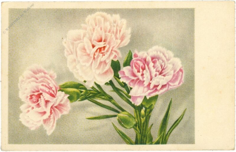 nelken in rosa