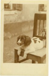hund am stuhl hund am stuhl
