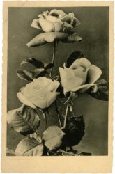 rosen