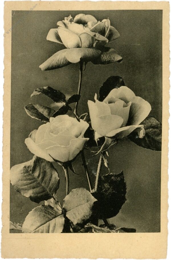 rosen