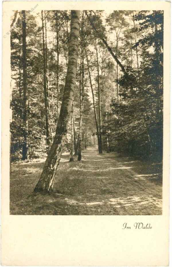 im walde im walde