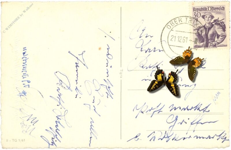 weihnachten, engel im wald