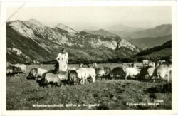 schneealpe, mitterbergschneid und burgwand