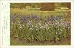 iris pallida