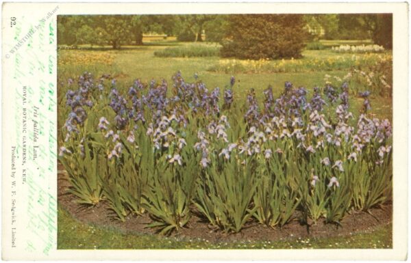 iris pallida