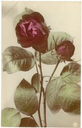 rose