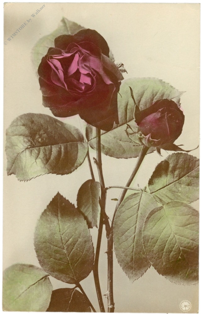 rose