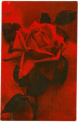 rose rose