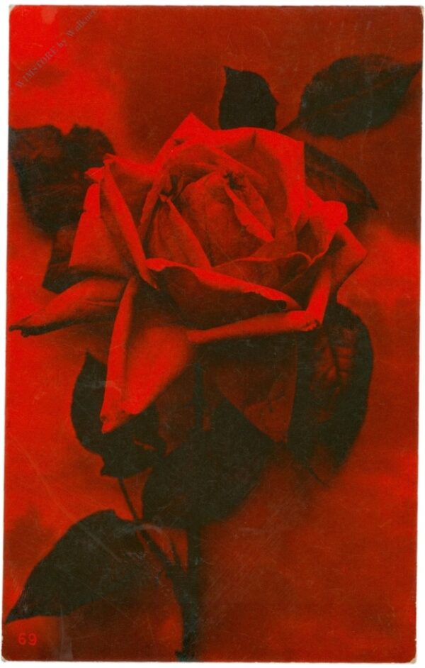rose rose