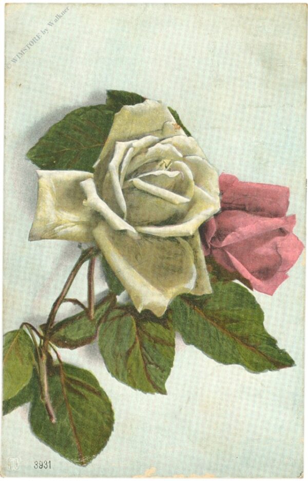 rosen