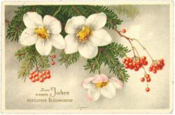 neujahr, christrosen mit zweigen