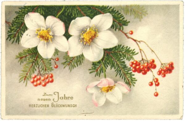 neujahr, christrosen mit zweigen