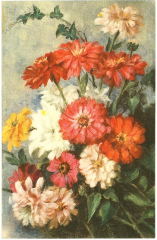 zinnien