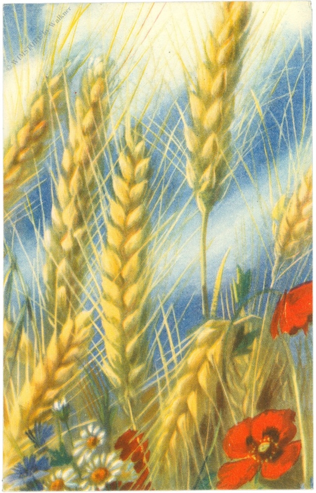 feldblumen
