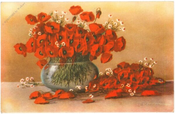 roter mohn roter mohn
