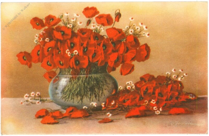 roter mohn