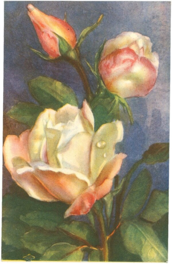 rose rose